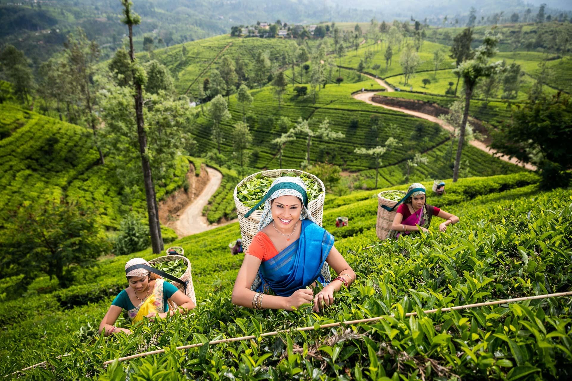 Когда ехать на шри. Чайные плантации Нувара Элия. Nuwara Eliya Шри Ланка. Шри Ланка чайные плантации. Нувара Элия Шри Ланка плантация.